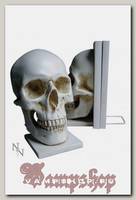 Держатели для книг Nemesis NEM9851 Skull Bookends